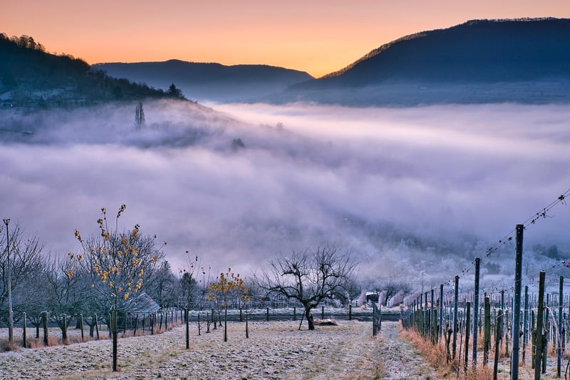 Vineyard Wedding